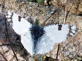 Male Western Dappled White  - Euchloe crameri © John Muddeman